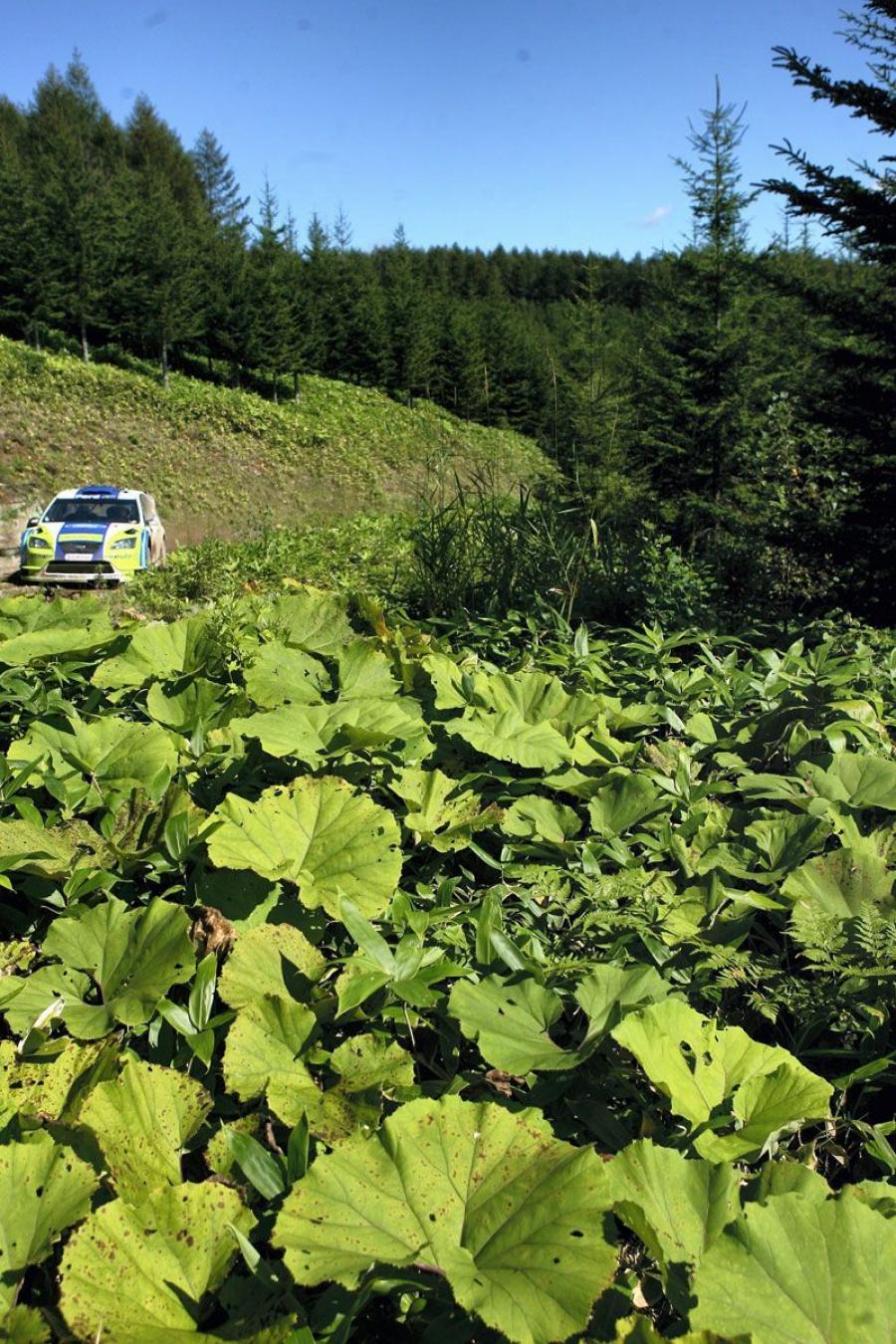  Ford Focus RS WRC 2006 года  (фото 172 из 227)